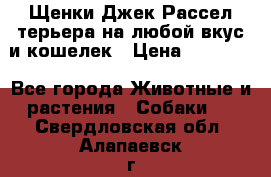 Щенки Джек Рассел терьера на любой вкус и кошелек › Цена ­ 13 000 - Все города Животные и растения » Собаки   . Свердловская обл.,Алапаевск г.